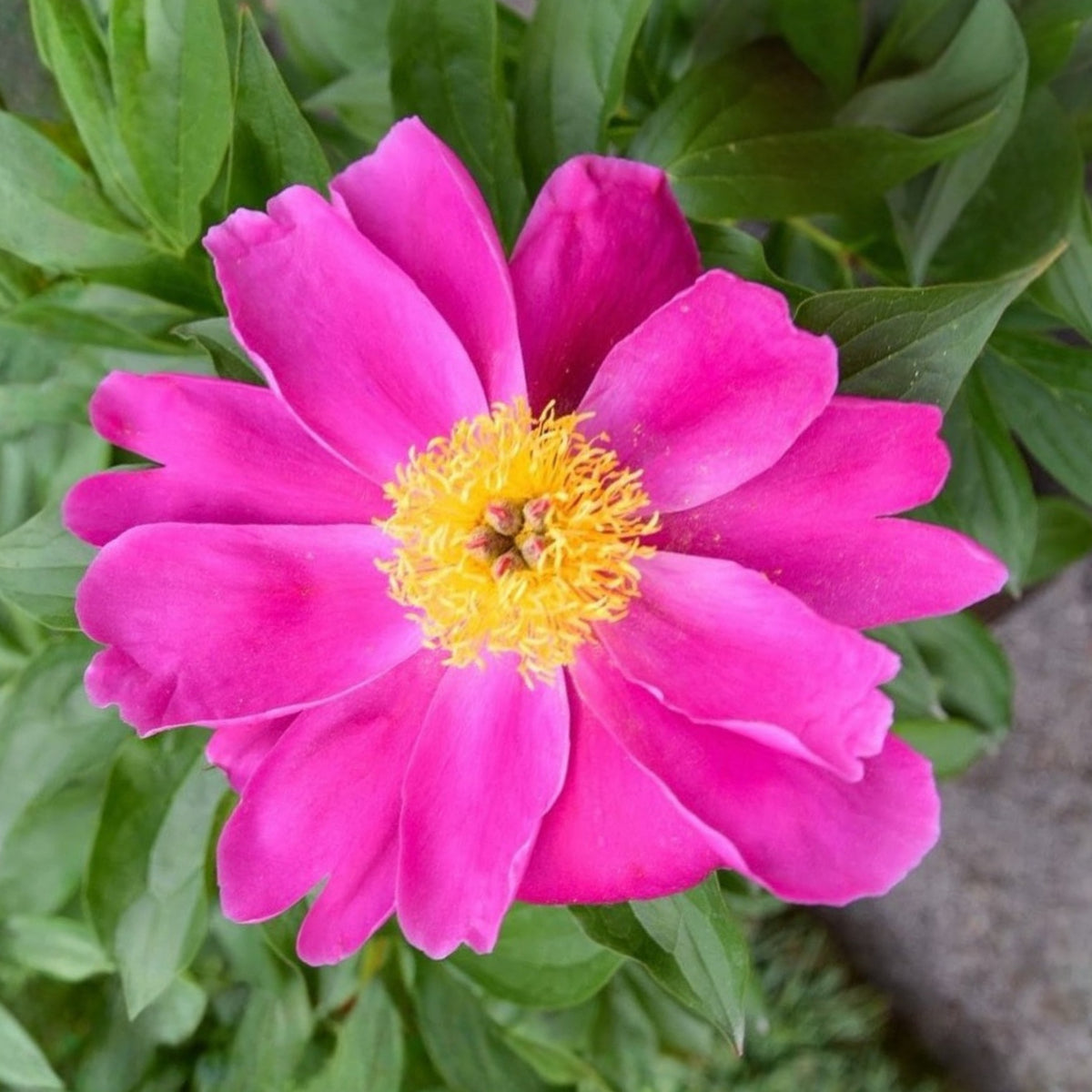 Breck's Wild Lactiflora Peony Seeds - Chinese Peony, 10+ seeds