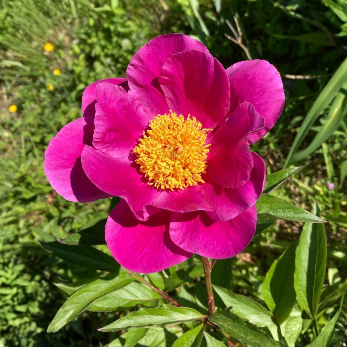 Breck's Wild Lactiflora Peony Seeds - Chinese Peony, 10+ seeds