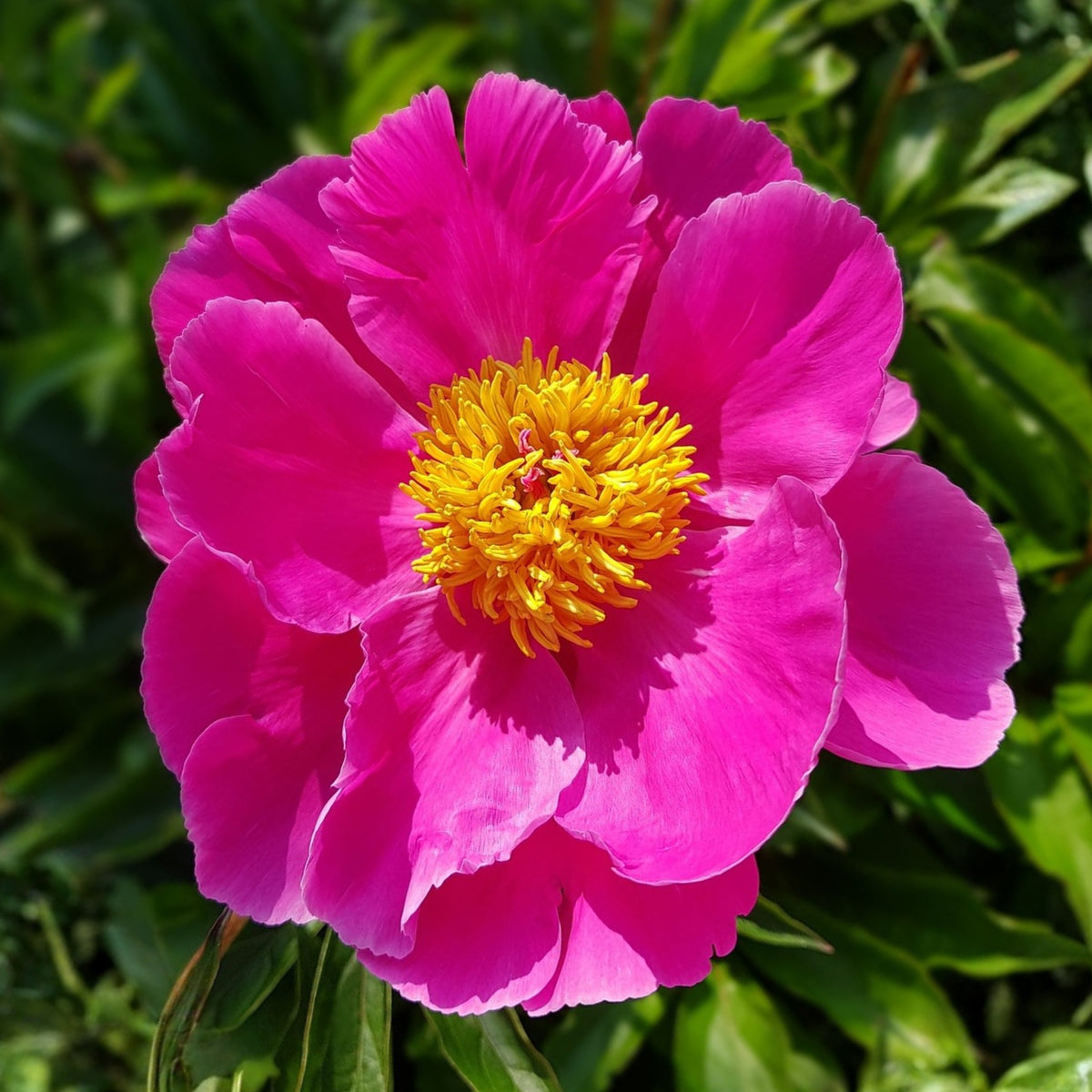 Breck's Wild Lactiflora Peony Seeds - Chinese Peony, 10+ seeds