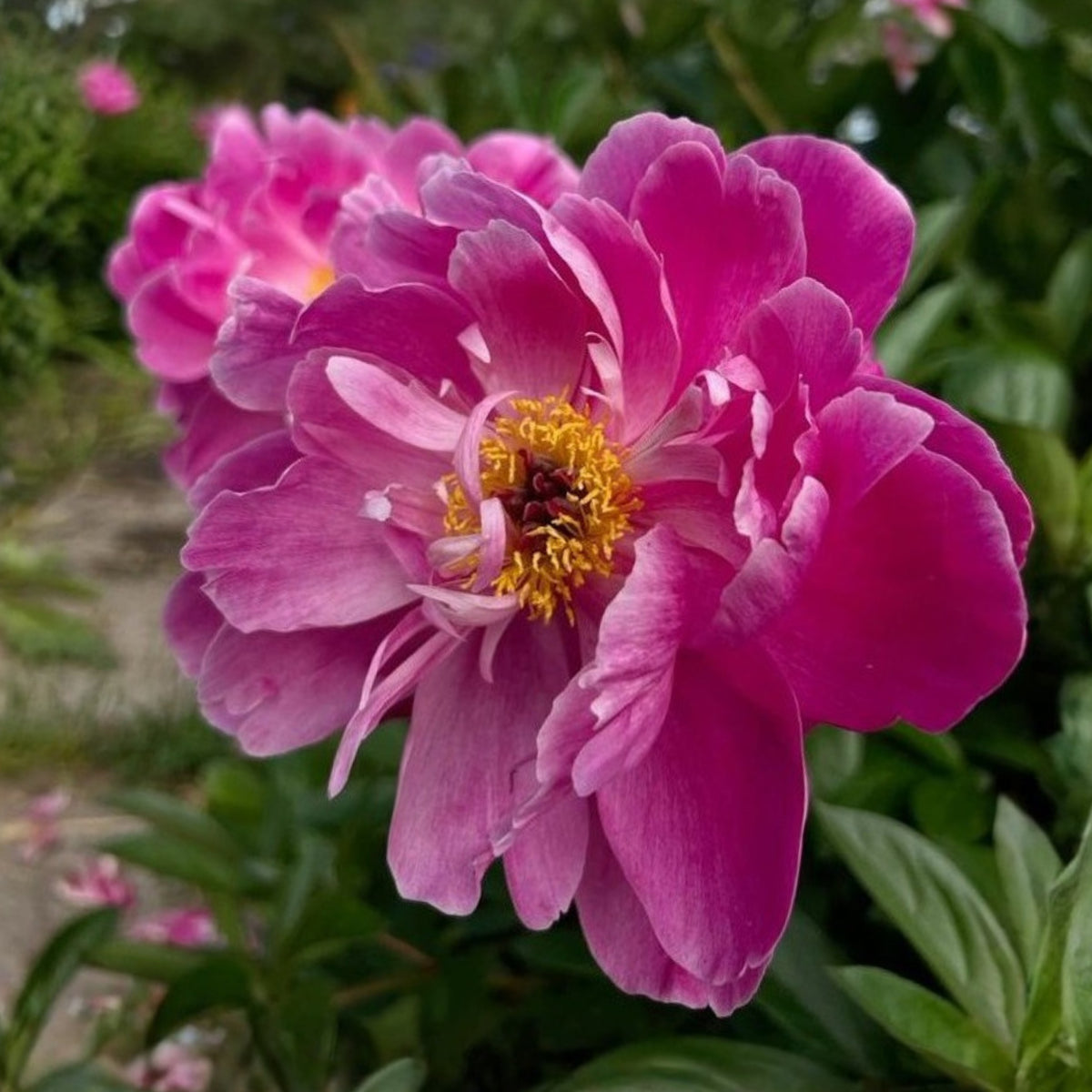 Breck's Wild Lactiflora Peony Seeds - Chinese Peony, 10+ seeds