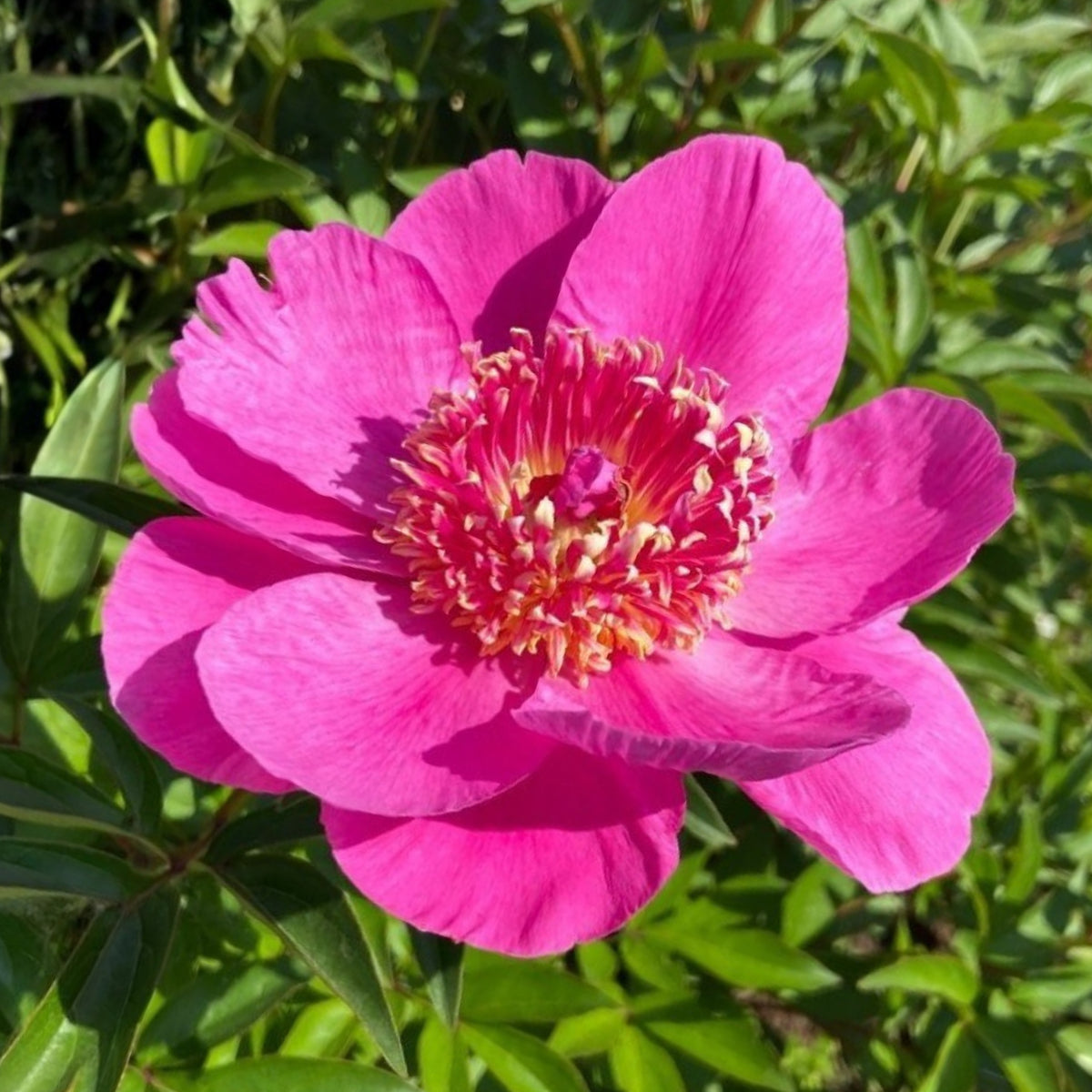 Breck's Wild Lactiflora Peony Seeds - Chinese Peony, 10+ seeds