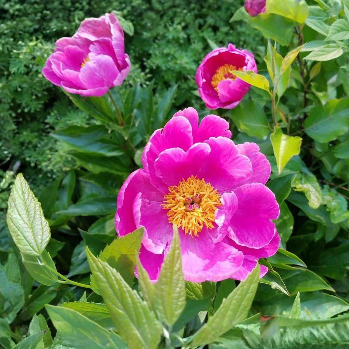 Breck's Wild Lactiflora Peony Seeds - Chinese Peony, 10+ seeds