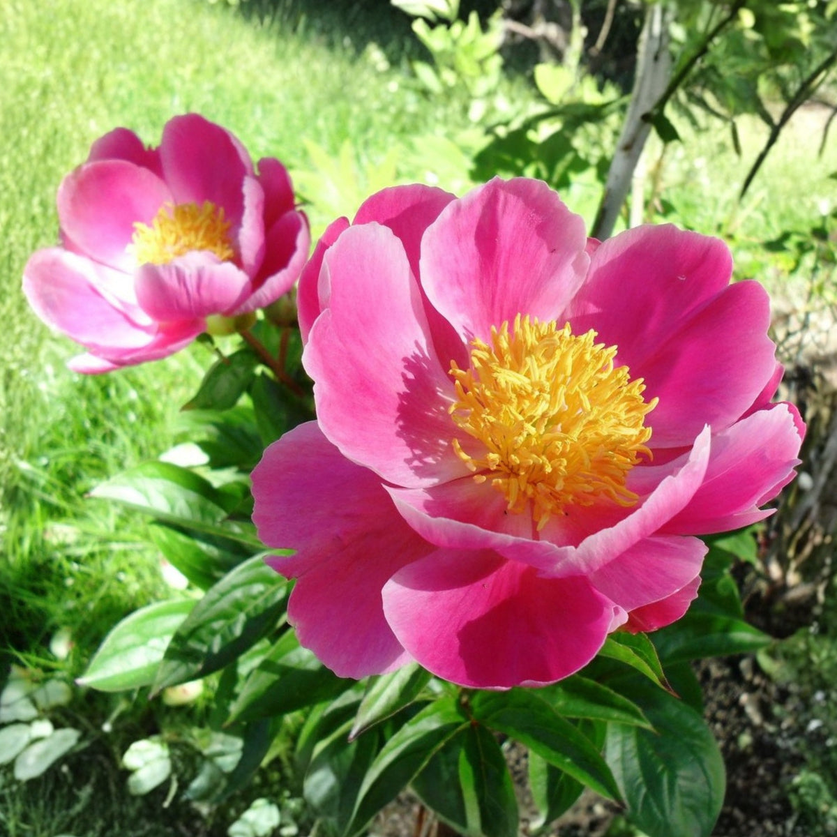 Breck's Wild Lactiflora Peony Seeds - Chinese Peony, 10+ seeds