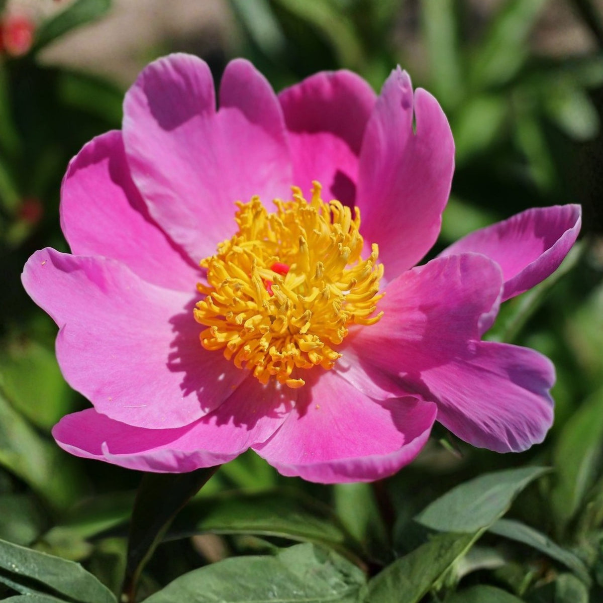 Breck's Wild Lactiflora Peony Seeds - Chinese Peony, 10+ seeds