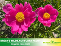 10+ Seeds| Breck's Wild Lactiflora Peony Flower Seeds  (Paeonia, Chinese Peony) – Heirloom Perennial Flower Seeds for Colorful Garden Blooms, Ornamental Landscaping & Cut Flowers#B053
