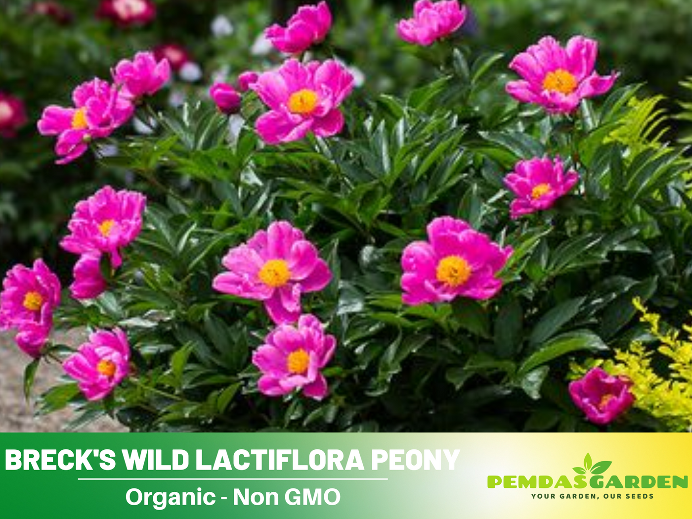 brecks flower seeds 10+ Seeds| Breck's Wild Lactiflora Peony Flower Seeds (Paeonia, Chines – PEMDASGARDEN