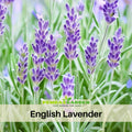 100+ Seeds-Lavender seeds– Lavandula - Fragrant Perennial Herb for Aromatic Gardens, Drought Tolerant Flowers, Easy to Grow for Landscaping & Pots, Attracts bees & butterflies,  #C001