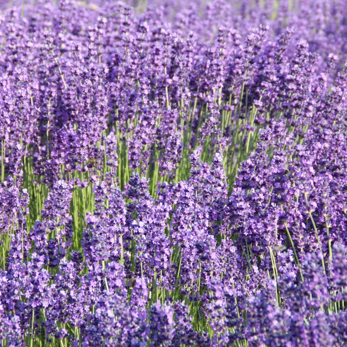Lavender Seeds - Lavandula, Drought Tolerant Flowers, 100+ seeds