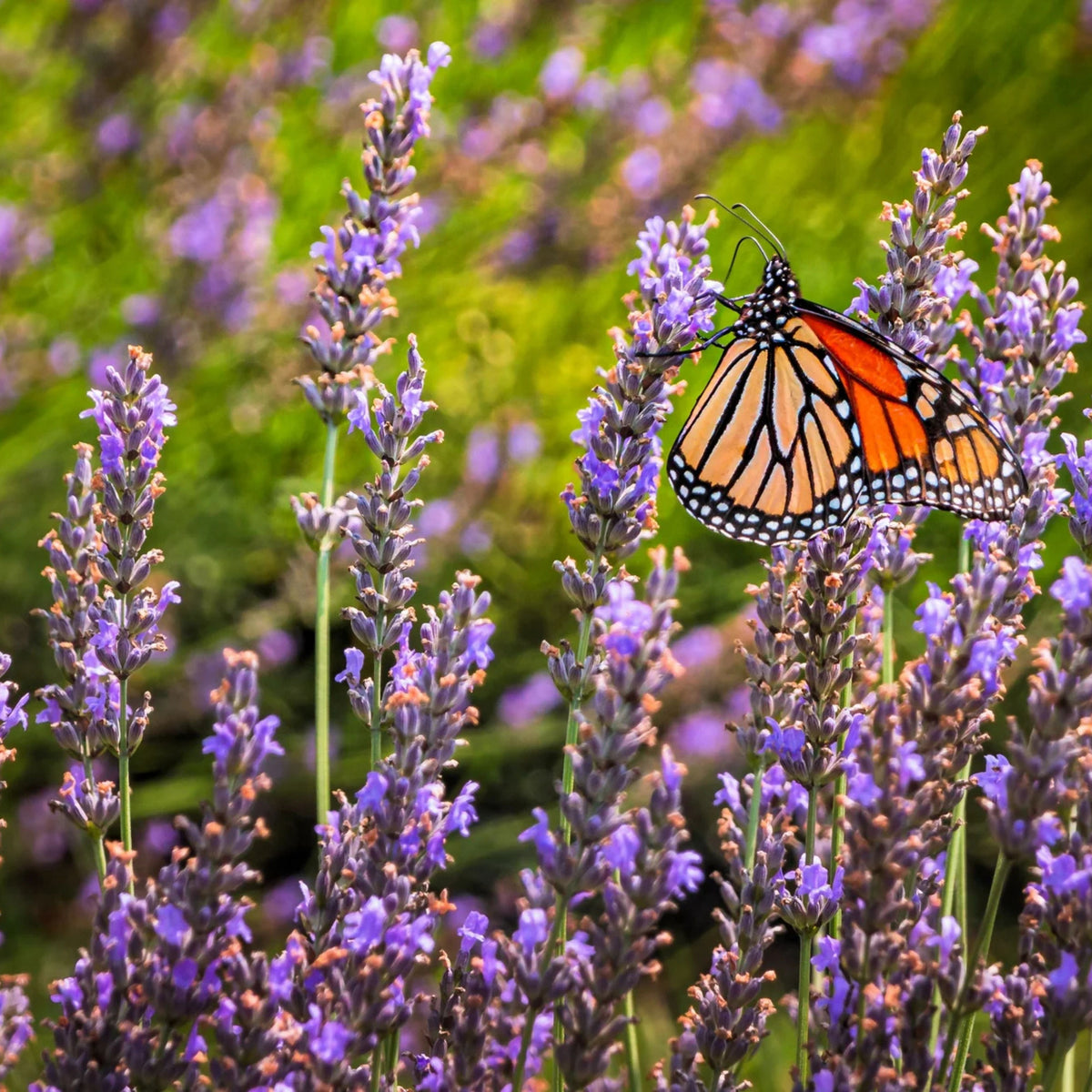 Lavender Seeds - Lavandula, Drought Tolerant Flowers, 100+ seeds