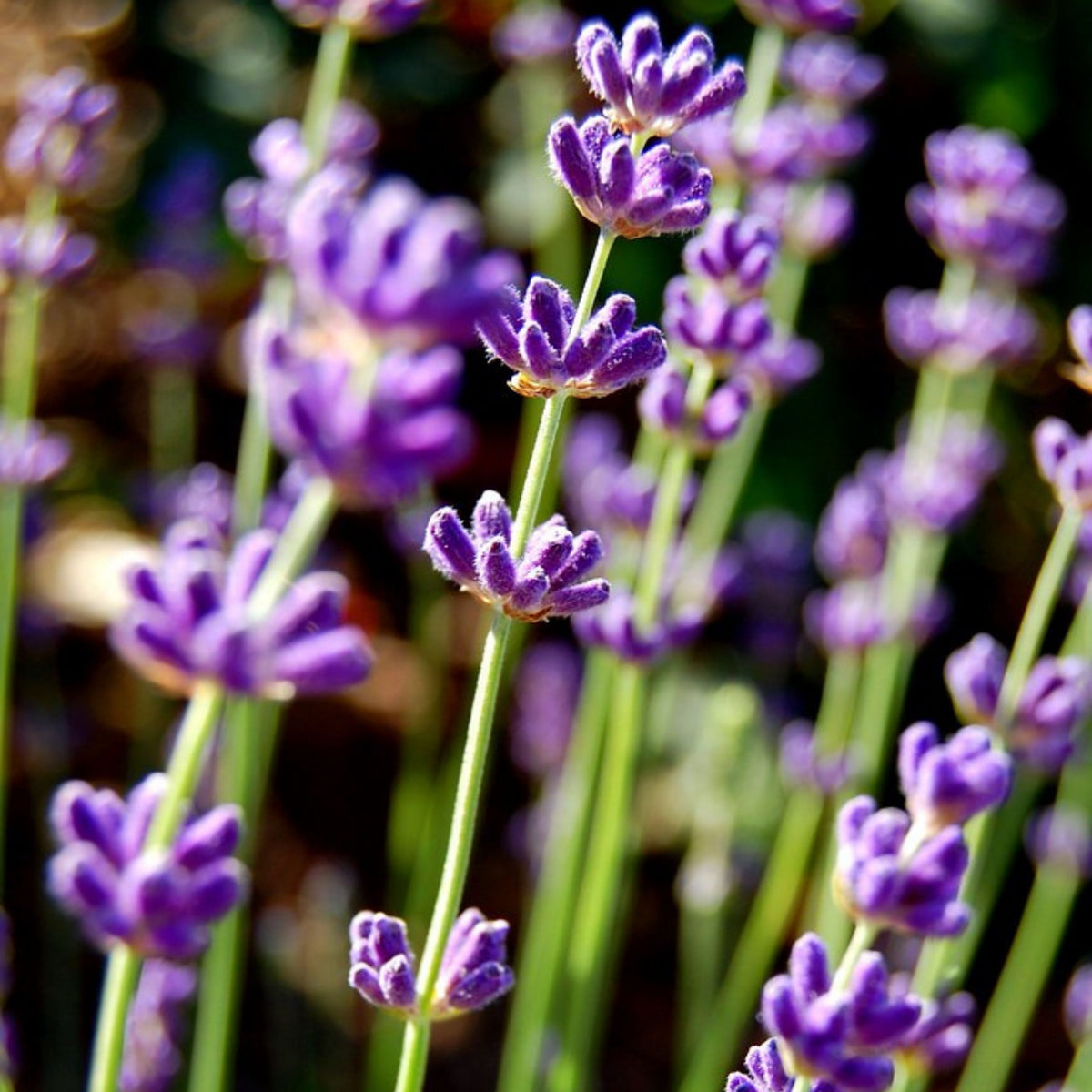 Lavender Seeds - Lavandula, Drought Tolerant Flowers, 100+ seeds