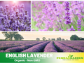 100+ Seeds-English Lavender Seeds– Lavandula - Fragrant Perennial Herb for Aromatic Gardens, Drought Tolerant Flowers, Easy to Grow for Landscaping & Pots, Attracts bees & butterflies,  #C001