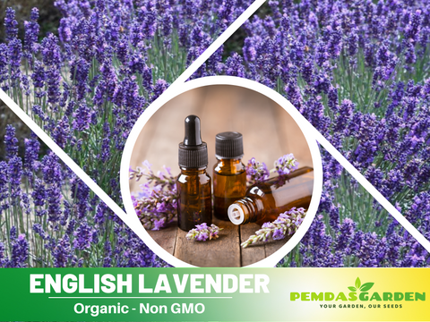 english lavendar seeds 100+ Seeds-English Lavender Seeds– Lavandula
