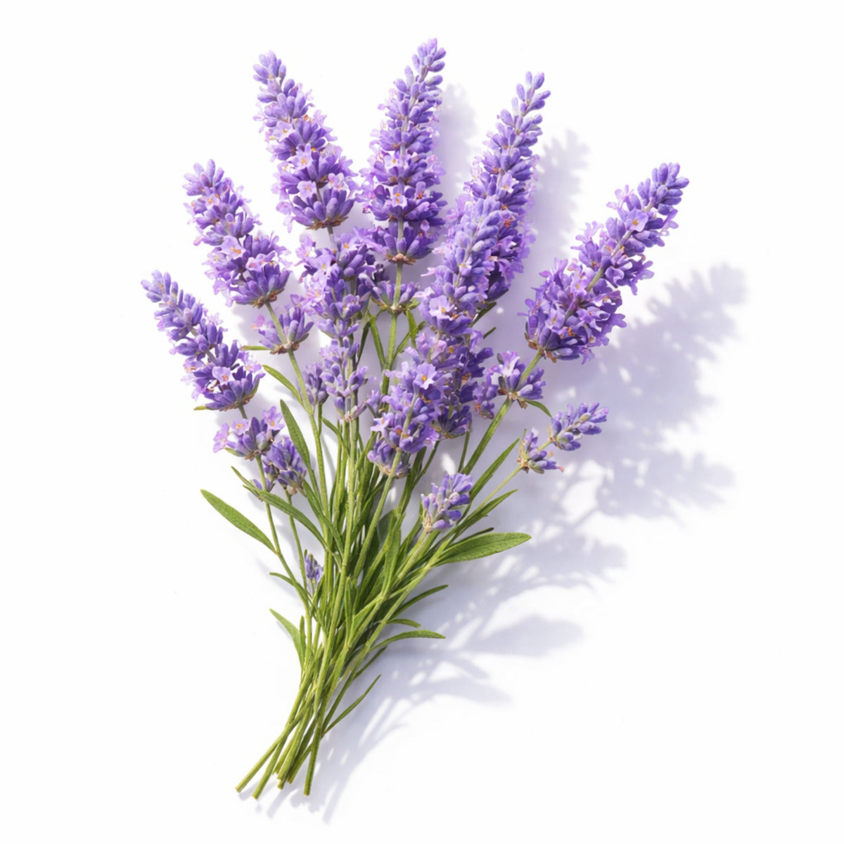 Lavender Seeds - Lavandula, Drought Tolerant Flowers, 100+ seeds