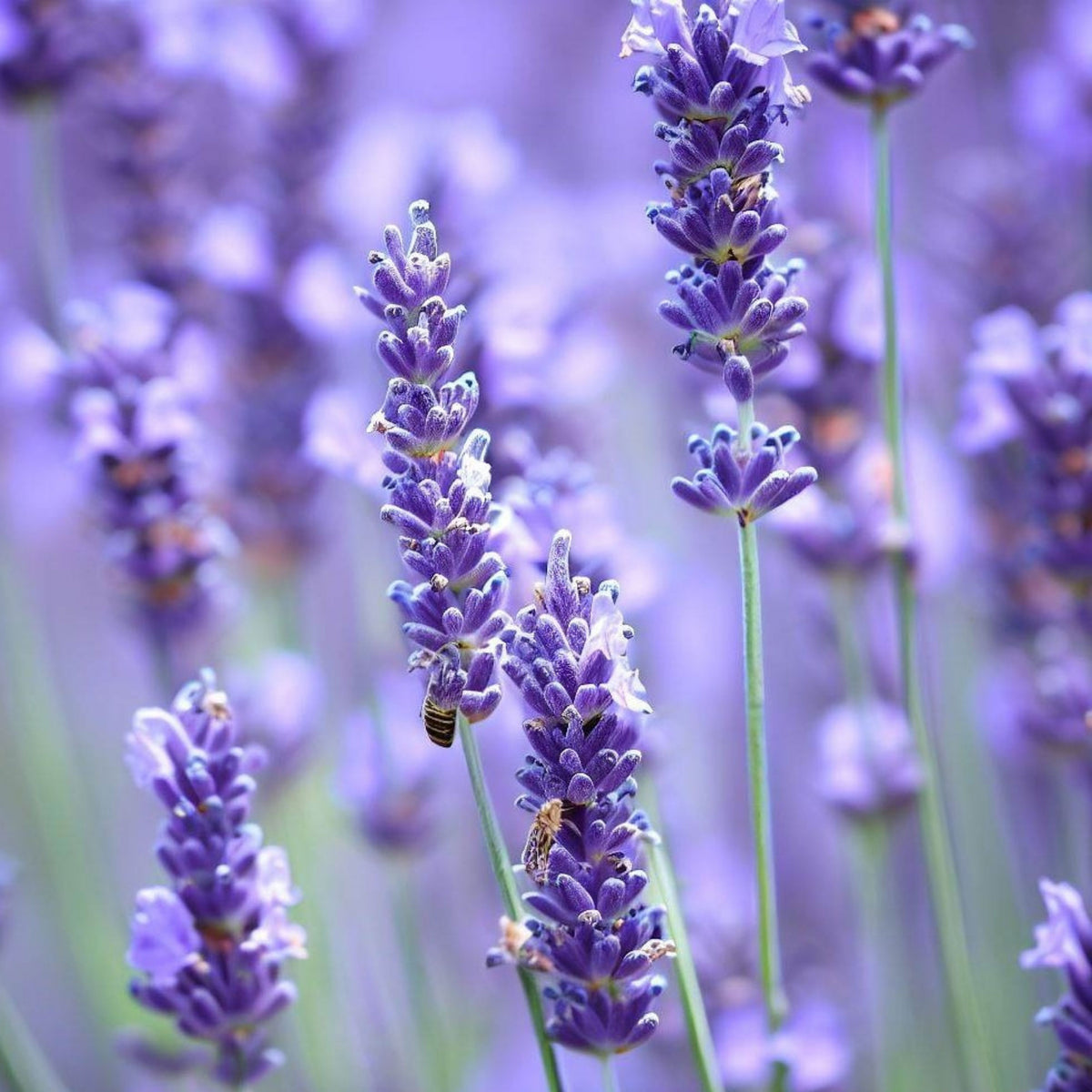 Lavender Seeds - Lavandula, Drought Tolerant Flowers, 100+ seeds