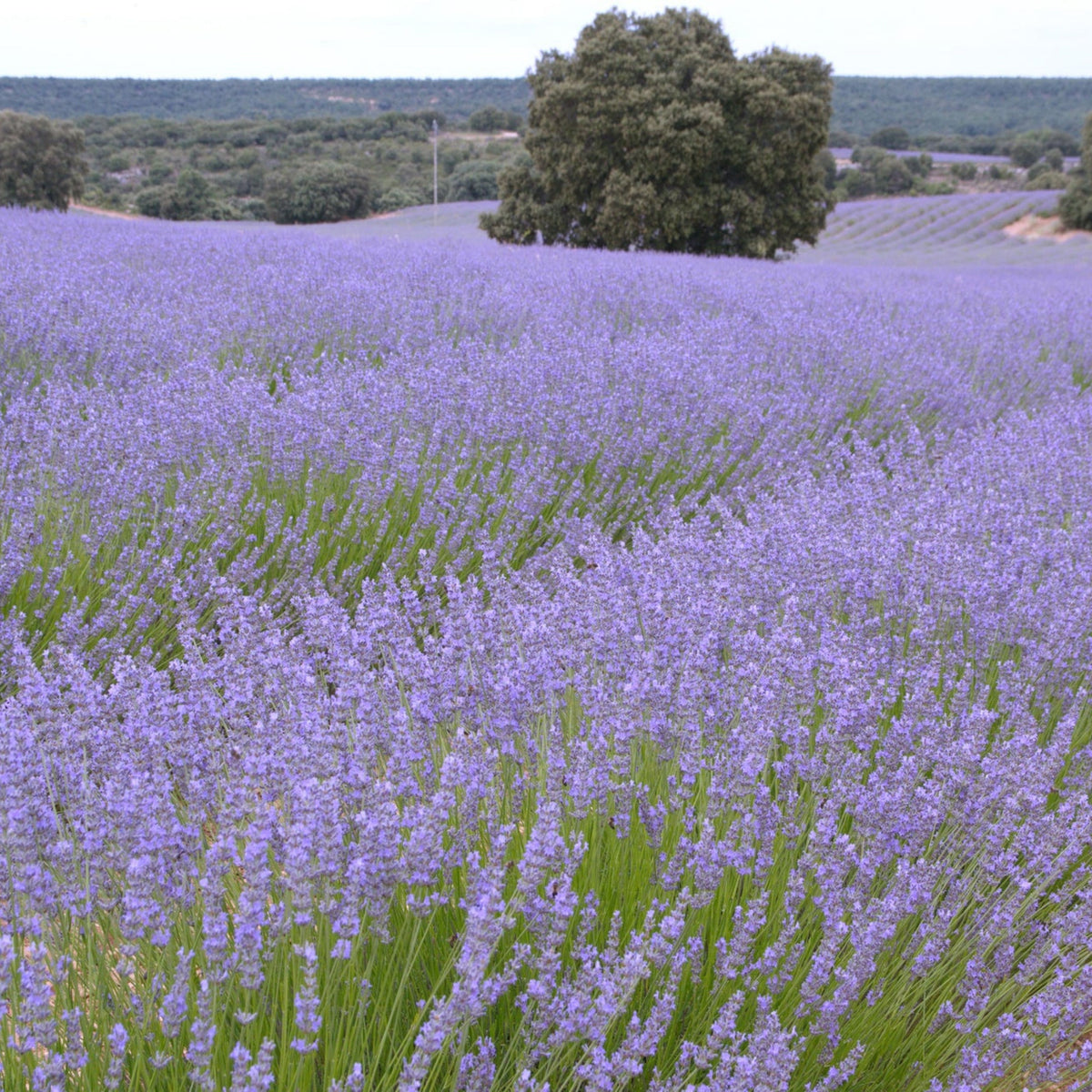 Lavender Seeds - Lavandula, Drought Tolerant Flowers, 100+ seeds