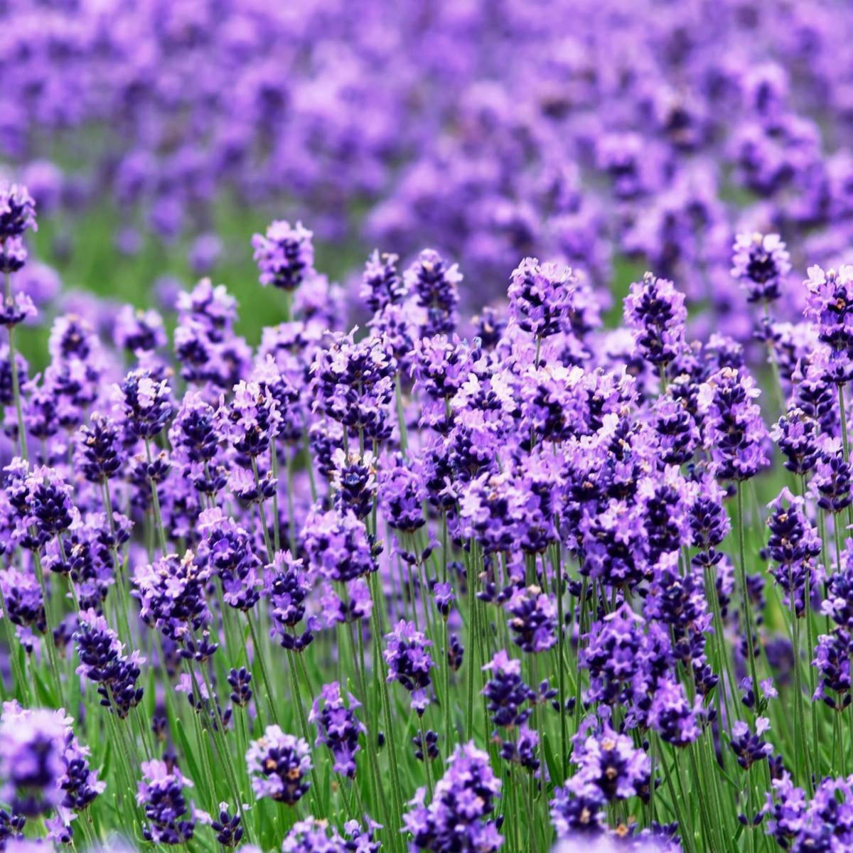 Lavender Seeds - Lavandula, Drought Tolerant Flowers, 100+ seeds