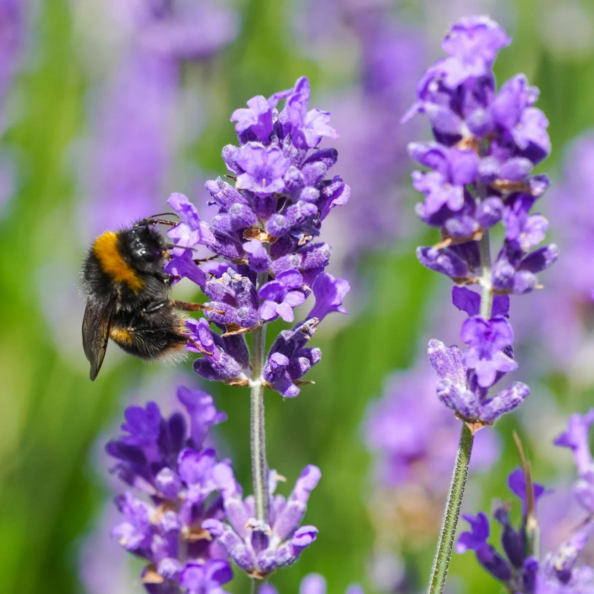 Lavender Seeds - Lavandula, Drought Tolerant Flowers, 100+ seeds
