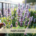 100+ Rare Seeds-Dwarf Lavender-Little Lady Seeds– Lavandula - Fragrant Perennial Herb for Aromatic Gardens, Drought Tolerant Flowers, Easy to Grow for Landscaping & Pots, Attracts bees & butterflies,  #C002
