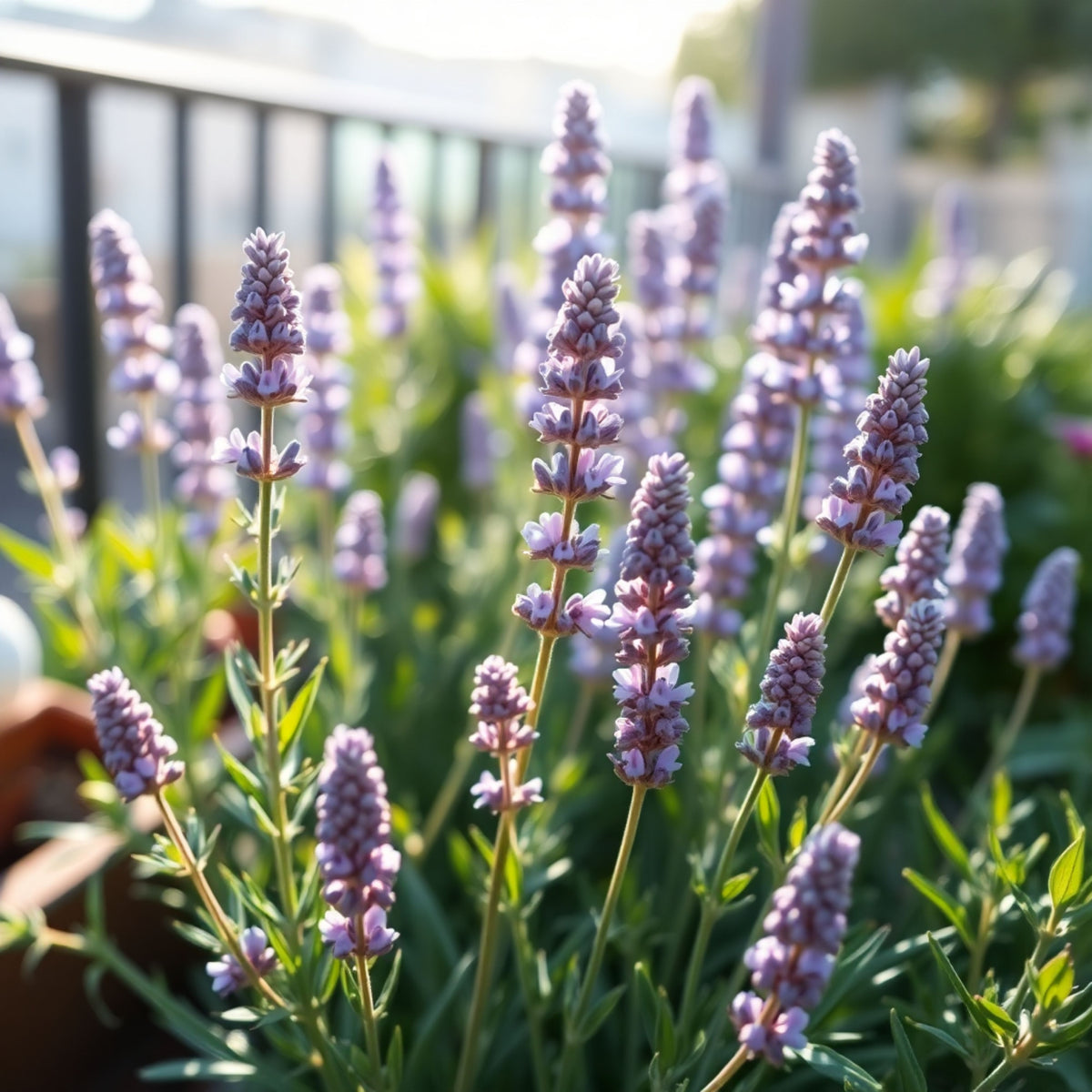 100+ Rare Seeds-Dwarf Lavender-Little Lady Seeds - Lavandula