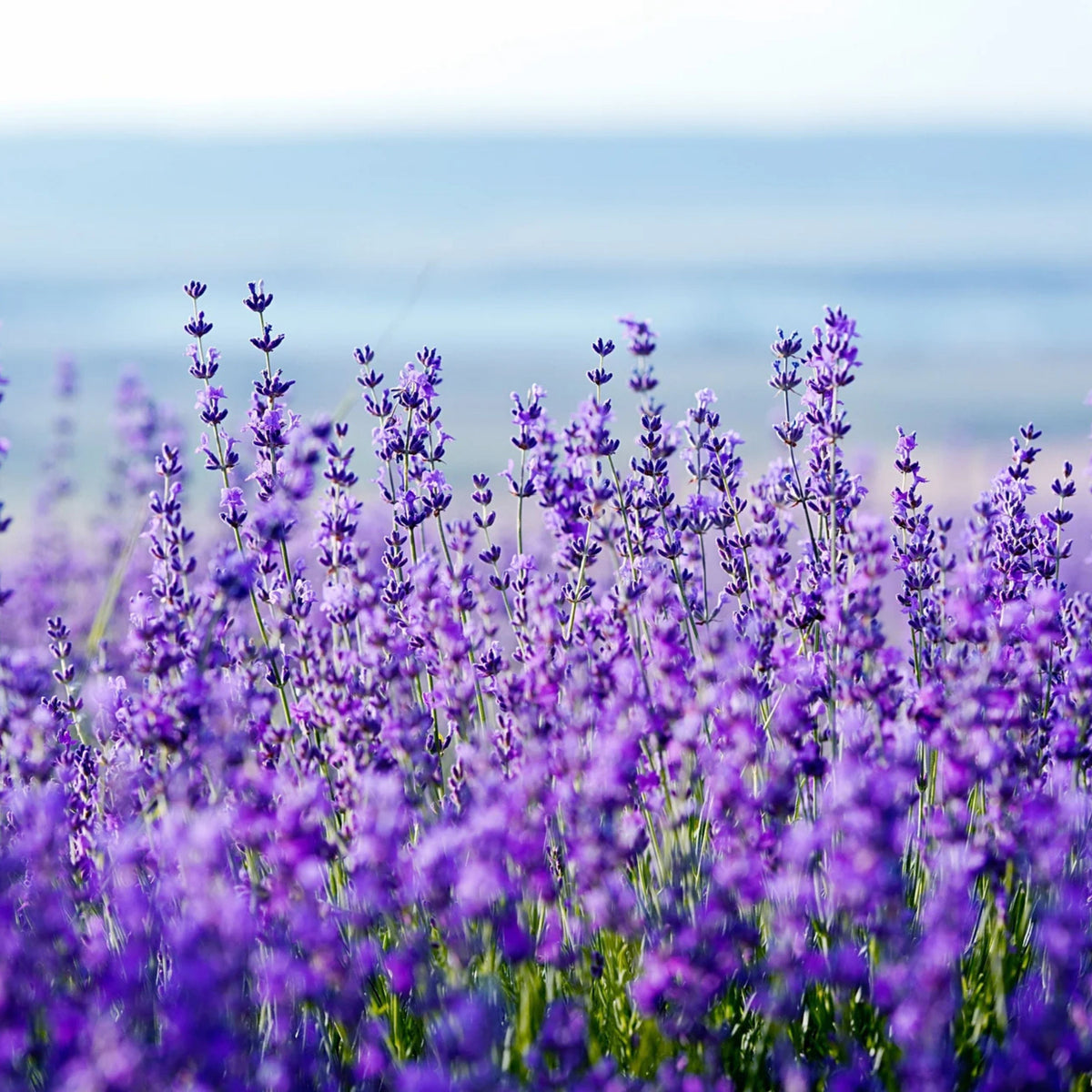 100+ Rare Seeds-Dwarf Lavender-Little Lady Seeds - Lavandula