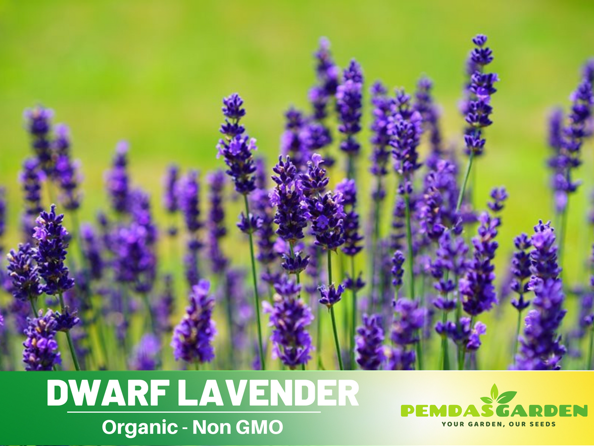 100+ Rare Seeds-Dwarf Lavender-Little Lady Seeds #C002