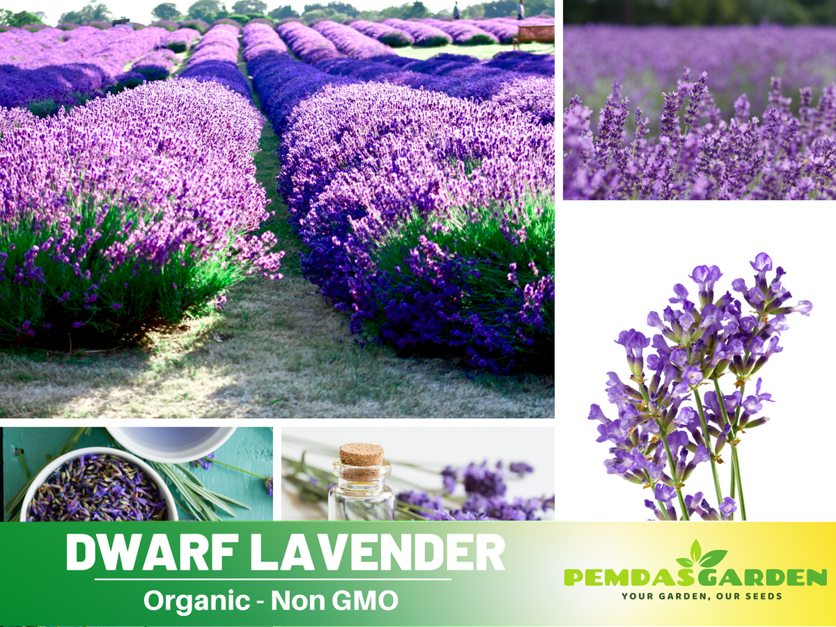 100+ Rare Seeds-Dwarf Lavender-Little Lady Seeds #C002