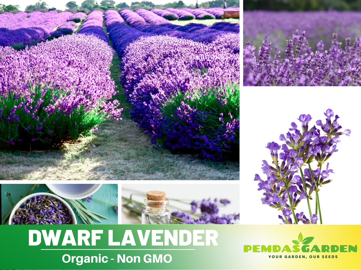 little lady lavender plug plants 100+ Rare Seeds-Dwarf Lavender-Little Lady Seeds– Lavandula