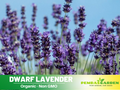 100+ Rare Seeds-Dwarf Lavender-Little Lady Seeds– Lavandula - Fragrant Perennial Herb for Aromatic Gardens, Drought Tolerant Flowers, Easy to Grow for Landscaping & Pots, Attracts bees & butterflies,  #C002