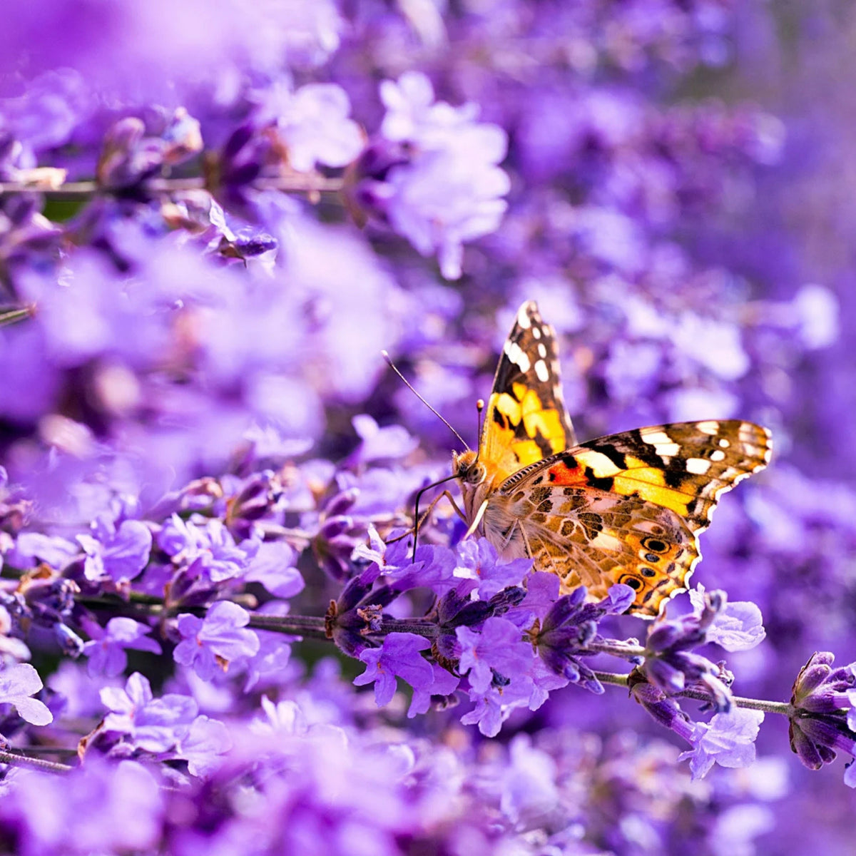 100+ Rare Seeds-Dwarf Lavender-Little Lady Seeds - Lavandula