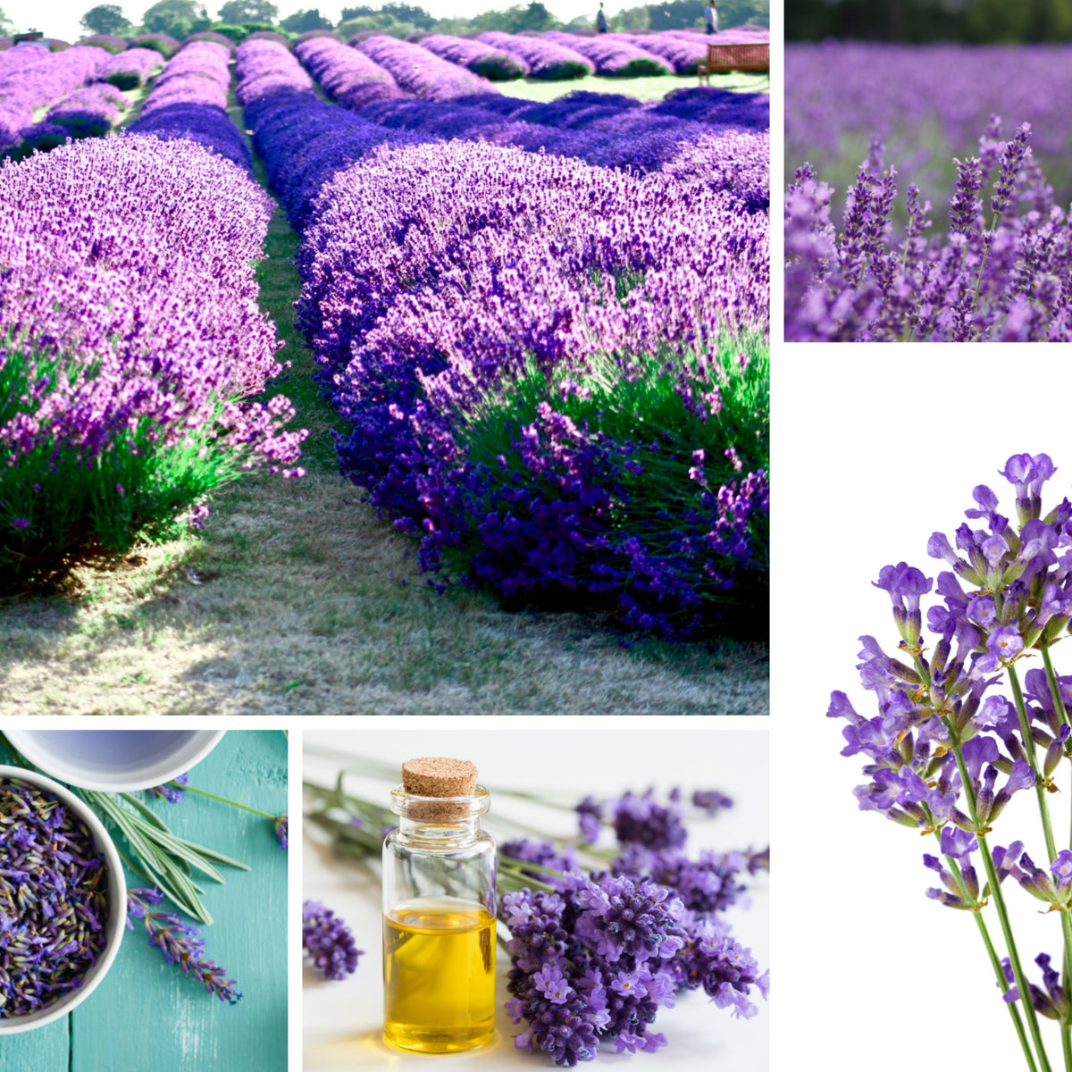 100+ Rare Seeds-Dwarf Lavender-Little Lady Seeds - Lavandula