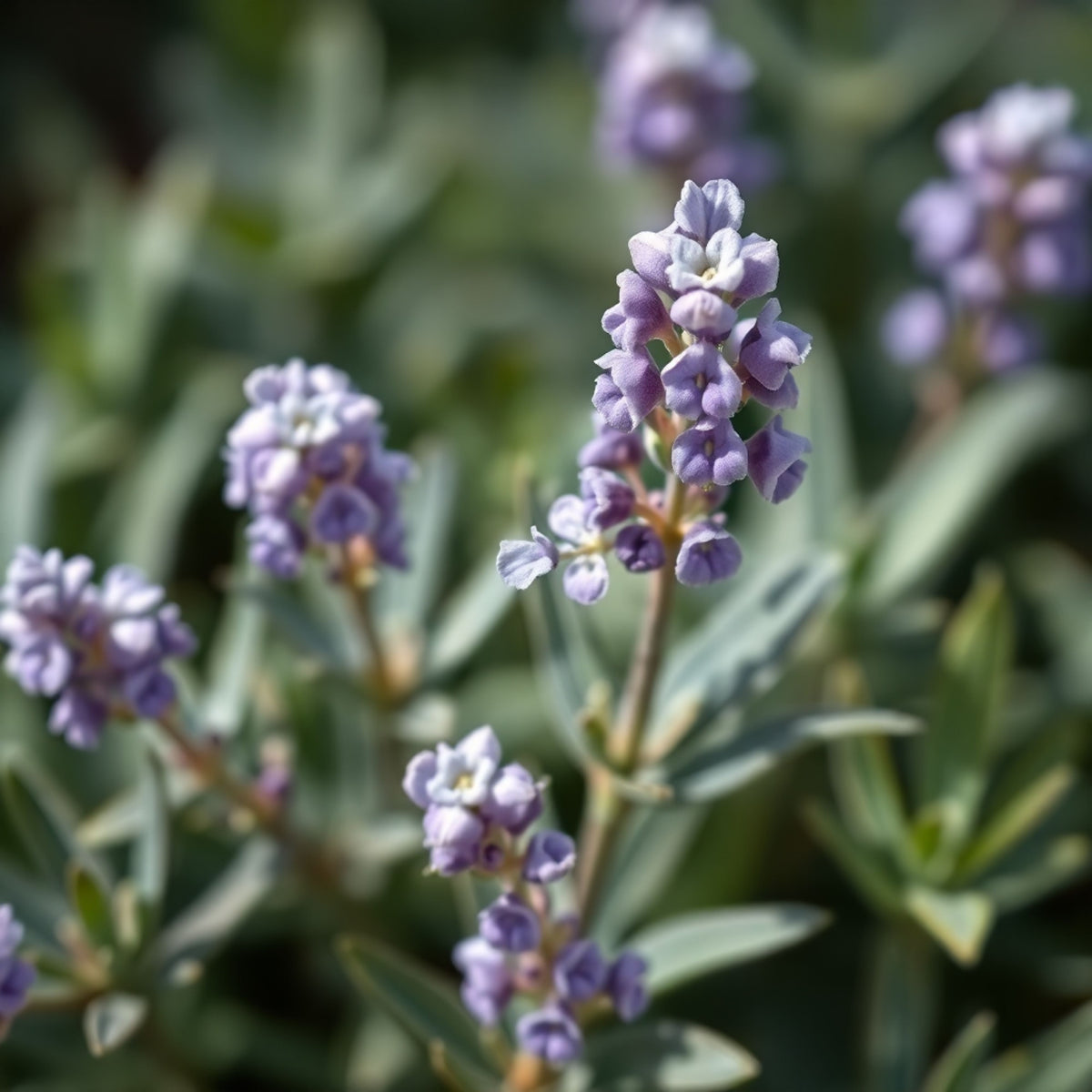 100+ Rare Seeds-Dwarf Lavender-Little Lady Seeds - Lavandula