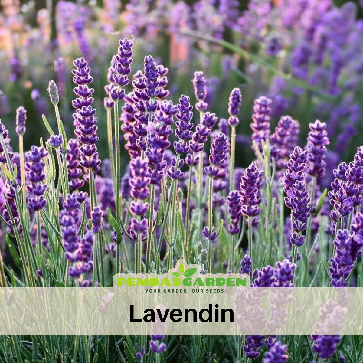 100+ Rare Seeds-Lavendin Seeds - Lavandula, Drought Tolerant Flowers