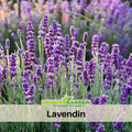 100+ Rare Seeds-Lavendin Seeds– Lavandula - Fragrant Perennial Herb for Aromatic Gardens, Drought Tolerant Flowers, Easy to Grow for Landscaping & Pots, Attracts bees & butterflies,  #C003
