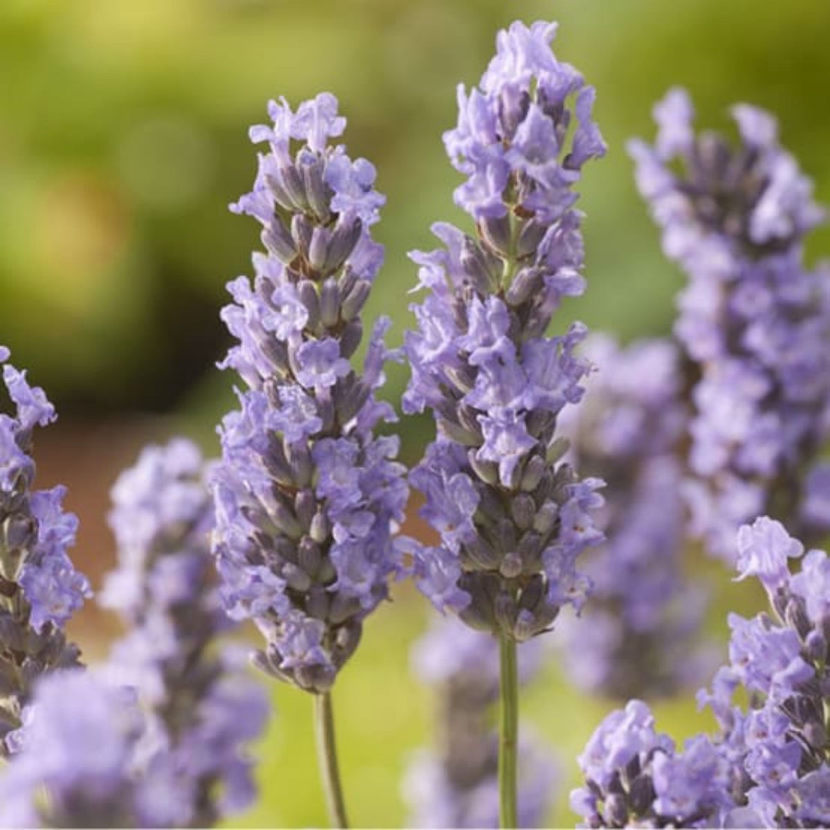 100+ Rare Seeds-Lavendin Seeds - Lavandula, Drought Tolerant Flowers