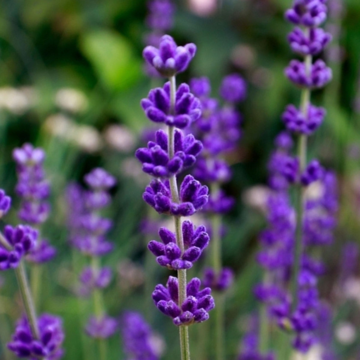 100+ Rare Seeds-Lavendin Seeds - Lavandula, Drought Tolerant Flowers