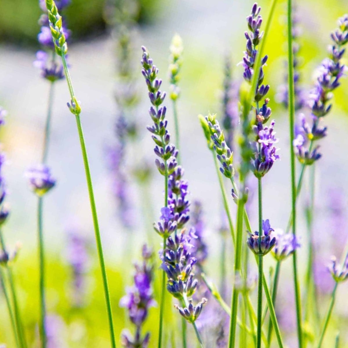 100+ Rare Seeds-Lavendin Seeds - Lavandula, Drought Tolerant Flowers
