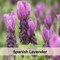 100+ Rare Seeds|  Spanish Lavender Seeds– Lavandula - Fragrant Perennial Herb for Aromatic Gardens, Drought Tolerant Flowers, Easy to Grow for Landscaping & Pots, Attracts bees & butterflies,  #C004