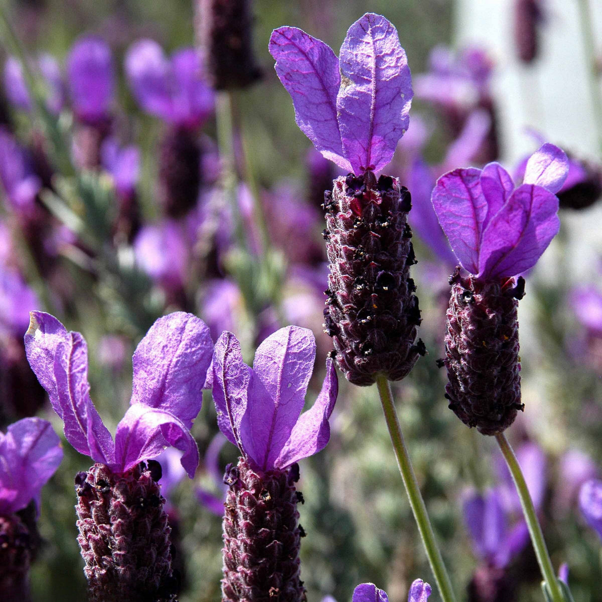 100+ Rare Seeds - Spanish Lavender Seeds, Lavandula