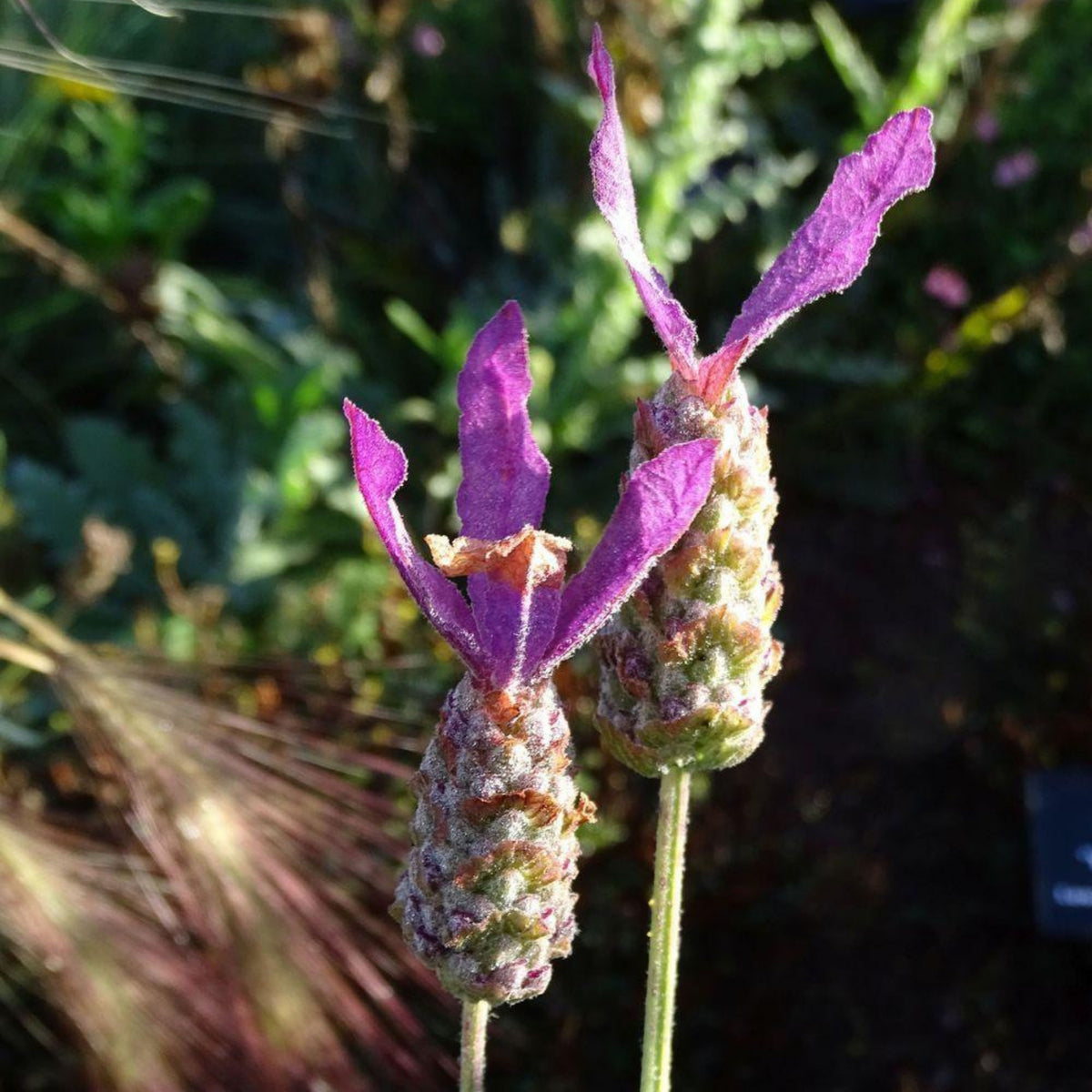 100+ Rare Seeds - Spanish Lavender Seeds, Lavandula