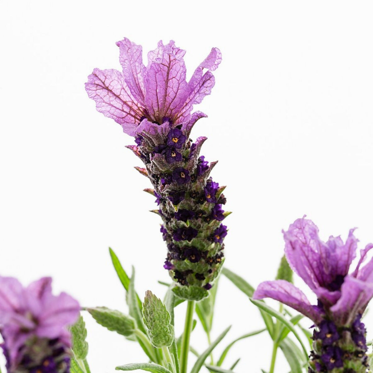 100+ Rare Seeds - Spanish Lavender Seeds, Lavandula
