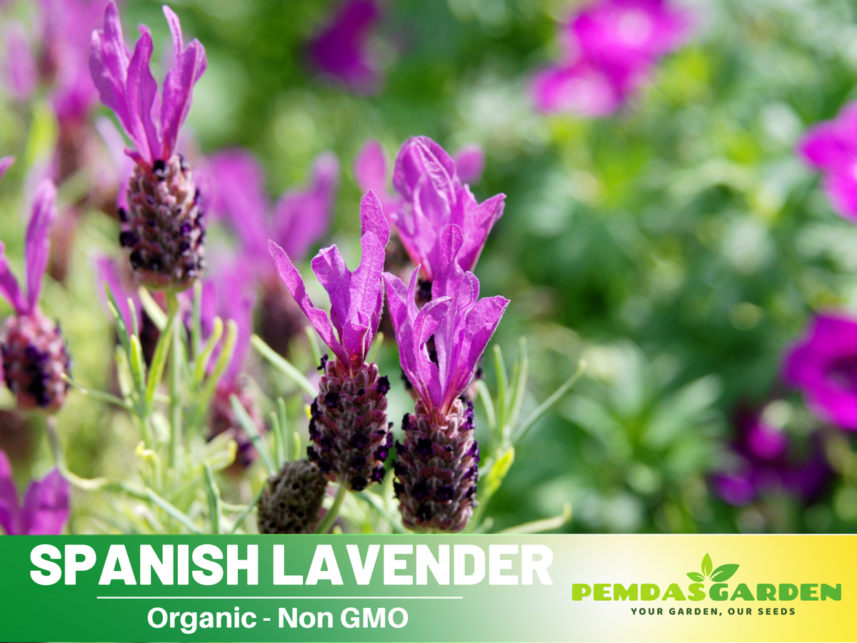 100+ Rare Seeds|  Spanish Lavender Seeds #C004