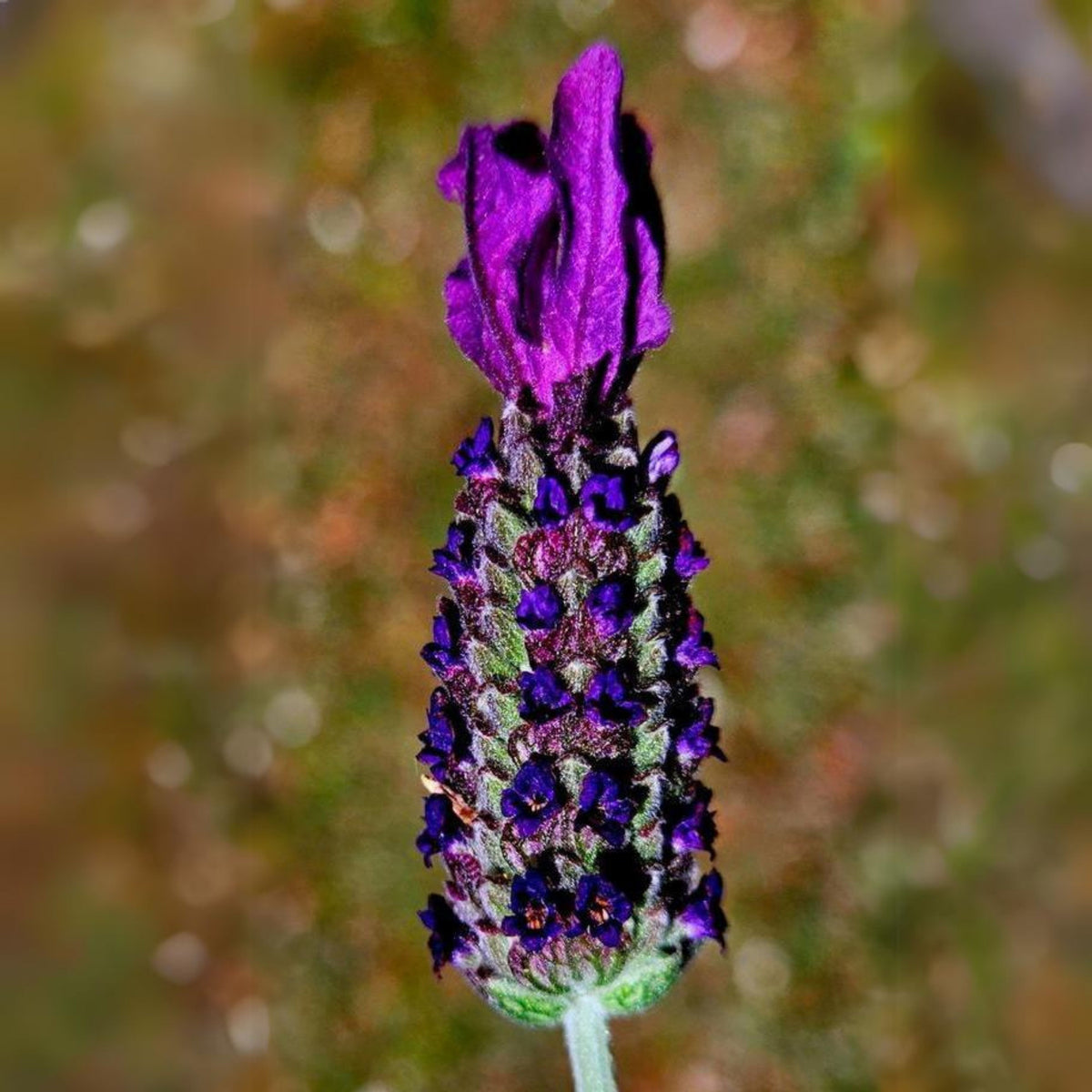 100+ Rare Seeds - Spanish Lavender Seeds, Lavandula
