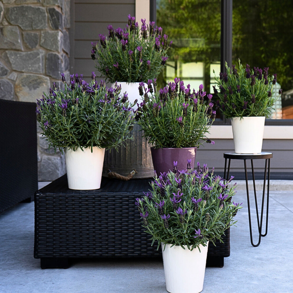 100+ Rare Seeds - Spanish Lavender Seeds, Lavandula