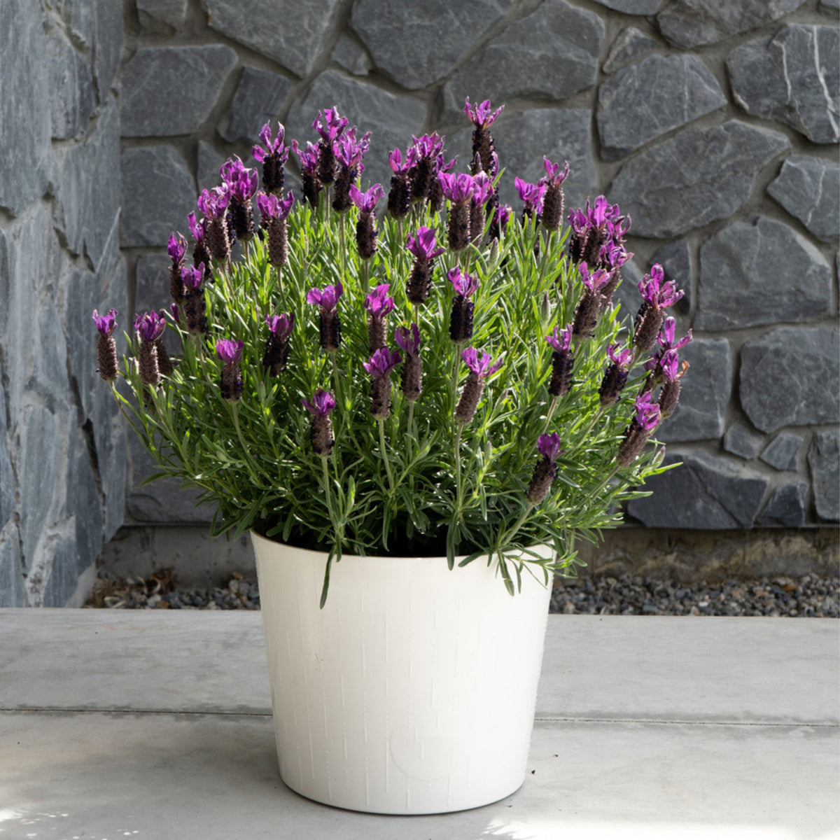 100+ Rare Seeds - Spanish Lavender Seeds, Lavandula