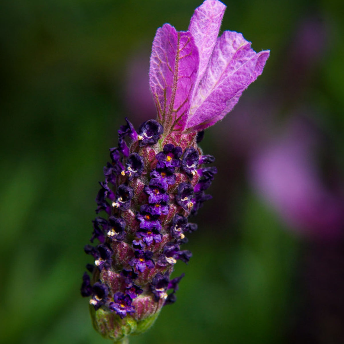 100+ Rare Seeds - Spanish Lavender Seeds, Lavandula