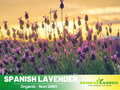 100+ Rare Seeds|  Spanish Lavender Seeds– Lavandula - Fragrant Perennial Herb for Aromatic Gardens, Drought Tolerant Flowers, Easy to Grow for Landscaping & Pots, Attracts bees & butterflies,  #C004