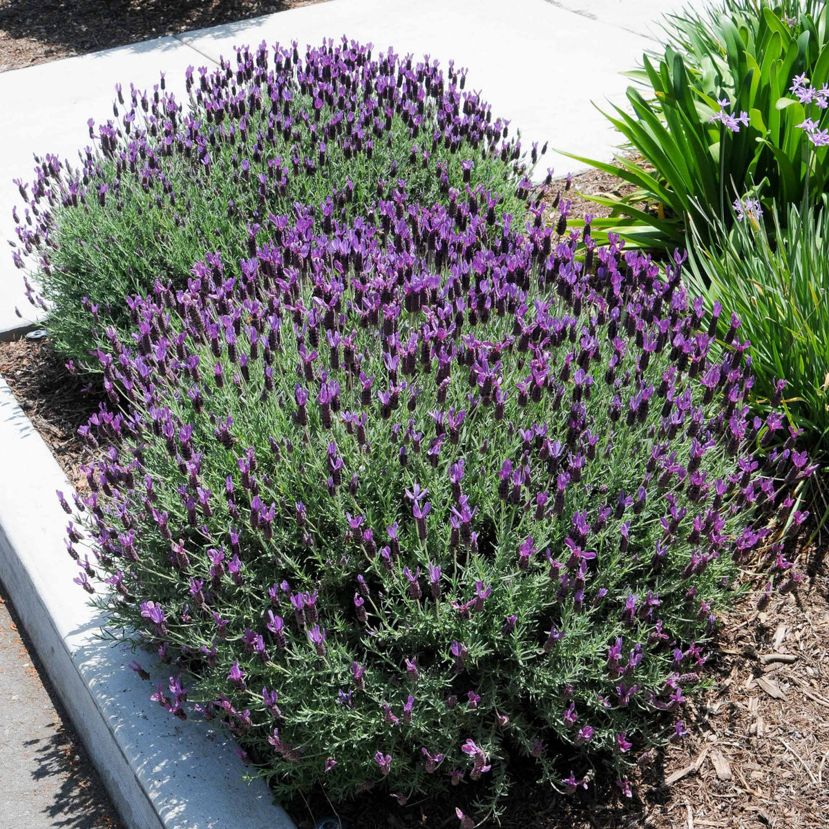 100+ Rare Seeds - Spanish Lavender Seeds, Lavandula