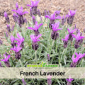 100+ Rare Seeds-French Lavender Seeds– Lavandula - Fragrant Perennial Herb for Aromatic Gardens, Drought Tolerant Flowers, Easy to Grow for Landscaping & Pots, Attracts bees & butterflies,  #C005