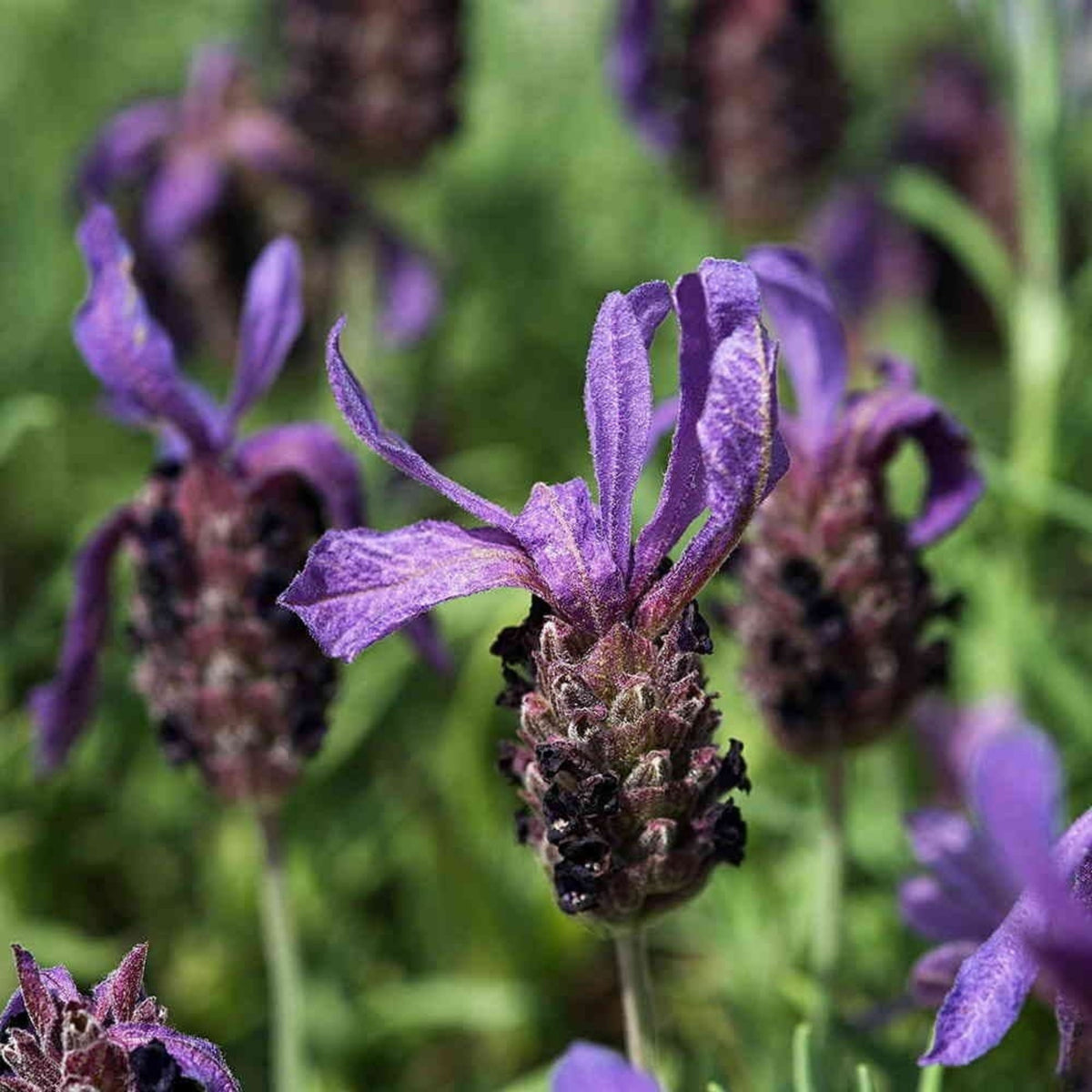 100+ Rare Seeds-French Lavender Seeds - Lavandula