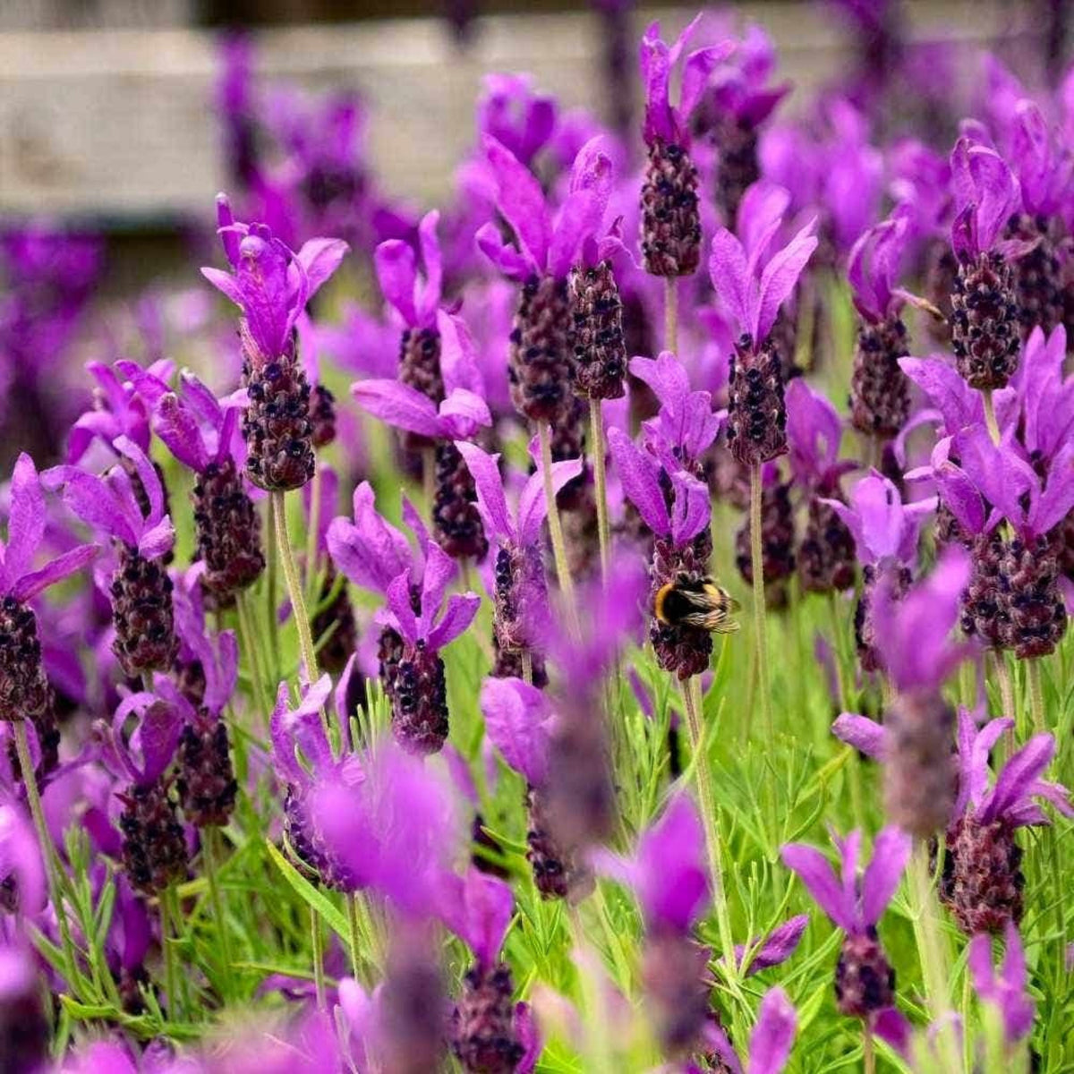 100+ Rare Seeds-French Lavender Seeds - Lavandula